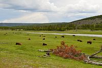 USA Severozápad: Národní park Yellowstone, Fountain Flat - bizoni