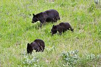 USA Severozápad: Národní park Yellowstone, medvěd baribal (black bear)