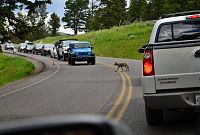 USA Severozápad: Národní park Yellowstone, liška