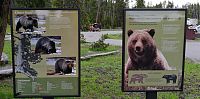 USA Severozápad: Národní park Yellowstone - varování pro turisty