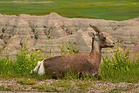 USA - Severozápad: Národní park Badlands - ovce tlustorohá