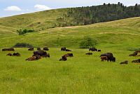 USA - Severozápad: Státní park Custer - bizoni