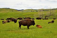 USA - Severozápad: Státní park Custer - bizoni