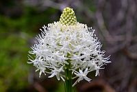 USA - Severozápad: Národní park Glacier - Xerophyllum tenax (Bear Grass)