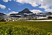 USA - Severozápad: Národní park Glacier - horské lilie při stezce k Hidden Lake