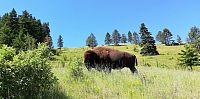 USA - Severozápad: National Bison Range - bizon