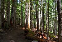 USA - Severozápad: Národní les Mount Hood - les kolem trasy k Mirror Lake