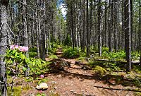 USA - Severozápad: Národní les Mount Hood - les kolem trasy na vyhlídku nad Mirror Lake
