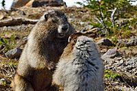 USA - Severozápad: Národní park Mount Rainier - svišti