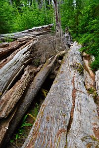 USA - Severozápad: Národní park Olympic, Quinault Valley - Quinault Big Cedar Tree