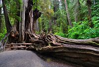 USA - Severozápad: Národní park Olympic, Kalaloch Big Cedar Tree