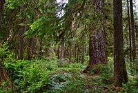 USA - Severozápad: Národní park Olympic, les kolem Kalaloch Big Cedar Tree