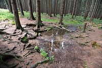 Národní přírodní rezervace Rejvíz - Bublavý pramen