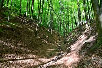 Vizovická vrchovina: les v oblasti kolem Zeleného údolí u Želechovic