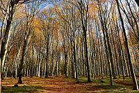Bílé Karpaty - Moravské Kopanice: lesy nad Lopeníkem na podzim