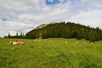 Gutensteinské Alpy: pastvina pod vrcholem Hochstaff