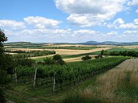 Rakousko: vinařský kopec Galgenberg, výhled na Pálavu