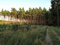 Jižní Morava: borovicové lesy u Ratíškovic