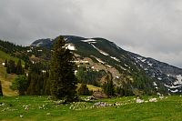 Rakousko - Ybbstallské Alpy: Dürrenstein z pastvin na Herrenalm