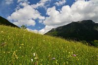 Rakousko - Ybbstallské Alpy: jarní alpské louky