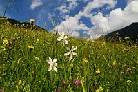 Rakousko - Ybbstallské Alpy: jarní alpské louky (bílé narcisy)