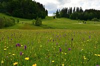 Rakousko - Ybbstallské Alpy: jarní alpské louky