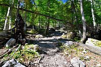 Slovinsko - Julské Alpy: stezka Krma - Kredarica, spodní část v lese