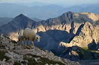 Slovinsko - Julské Alpy: ovce u Triglavského domu na Kredarici