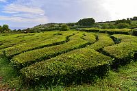 Azorské ostrovy: čajová plantáž na ostrově São Miguel