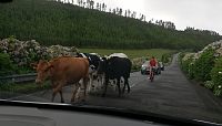 Azorské ostrovy: krávy jdou na pastvu, silnice u Séte Cidades na ostrově São Miguel