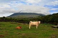 Azorské ostrovy - ostrov Pico: krávy pod sopkou Pico
