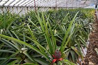 Azorské ostrovy - ostrov São Miguel: ananasová plantáž Arruda