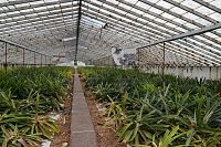 Azorské ostrovy - ostrov São Miguel: ananasová plantáž Arruda