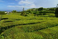 Azorské ostrovy - ostrov São Miguel: čajová plantáž Gorreana