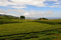 Azorské ostrovy - ostrov São Miguel: čajová plantáž Gorreana