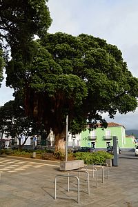Azorské ostrovy - ostrov São Miguel: Ribeira Grande -- náměstí se starými stromy