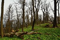 Slovensko - Malé Karpaty: les na Vysoké