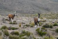 Peru - alpaky