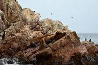 Peru - ostrovy Islas Ballestas