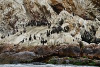 Peru - ostrovy Islas Ballestas