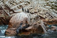 Peru - ostrovy Islas Ballestas