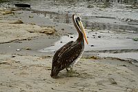 Peru - Paracas, pelikán na pláži