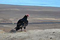 Peru - kondor krocanovitý