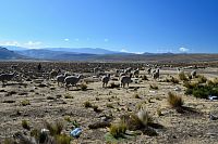 Peru - lamy u silnice 34A směr puno