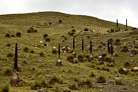 Peru - Národní park Huascarán, rostliny Puya Raimondii u silnice Pastoruri