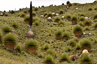 Peru - Národní park Huascarán, rostliny Puya Raimondii u silnice Pastoruri