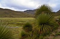 Peru - Národní park Huascarán, rostliny Puya Raimondii u silnice Pastoruri