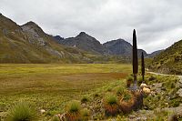 Peru - Národní park Huascarán, rostliny Puya Raimondii u silnice Pastoruri