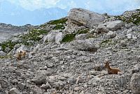 Slovinsko - Julské Alpy: stezka od sedla Vrata k chatě Zasavska koča na Prehodavcih
