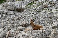 Slovinsko - Julské Alpy: stezka od sedla Vrata k chatě Zasavska koča na Prehodavcih, kozoroh